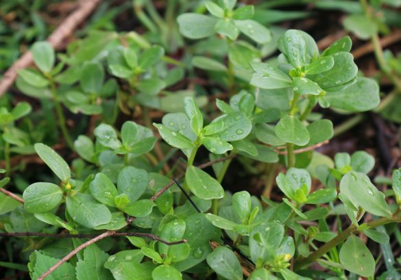 Purslane Identification and Uses: A Plant Profile | The Survival Gardener