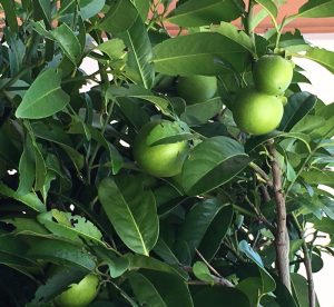 Mom with Her Chocolate Pudding Fruit Tree | The Survival Gardener