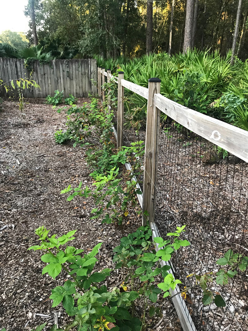 For Sale A Beautiful Gainesville Home with Gardens and Fruit Trees