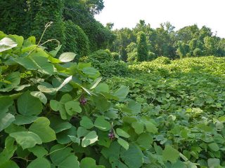 Killing Kudzu for Good | The Survival Gardener