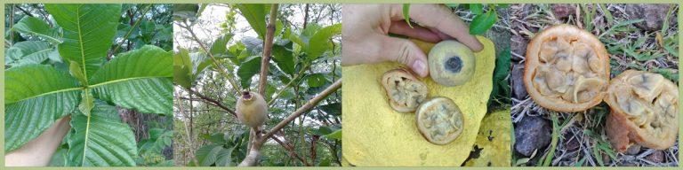 Discovering a New Fruit: Genipa Americana | The Survival Gardener