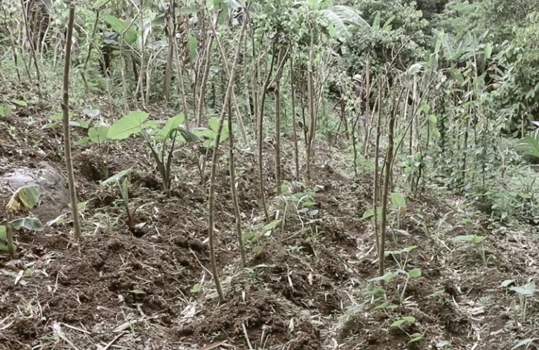How To Plant and Grow Yams (Dioscorea spp.) | The Survival Gardener