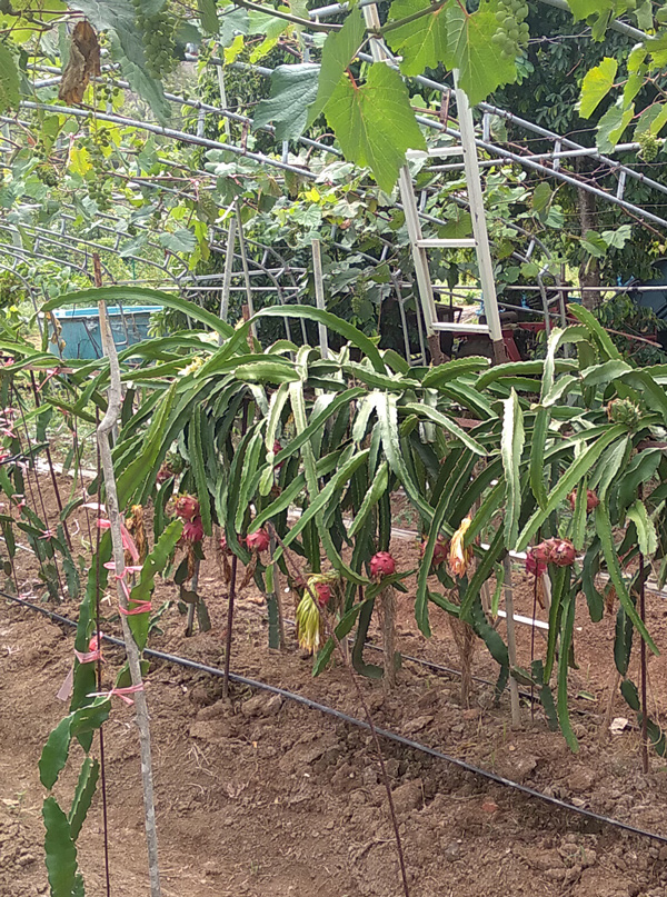 Simple Guide: How Long Does Dragon Fruit Take to Grow?