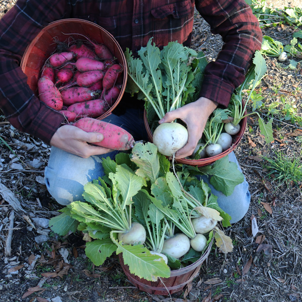 https://thesurvivalgardener.com/wp-content/uploads/2021/02/beautiful-produce-radishes-and-turnips.jpg