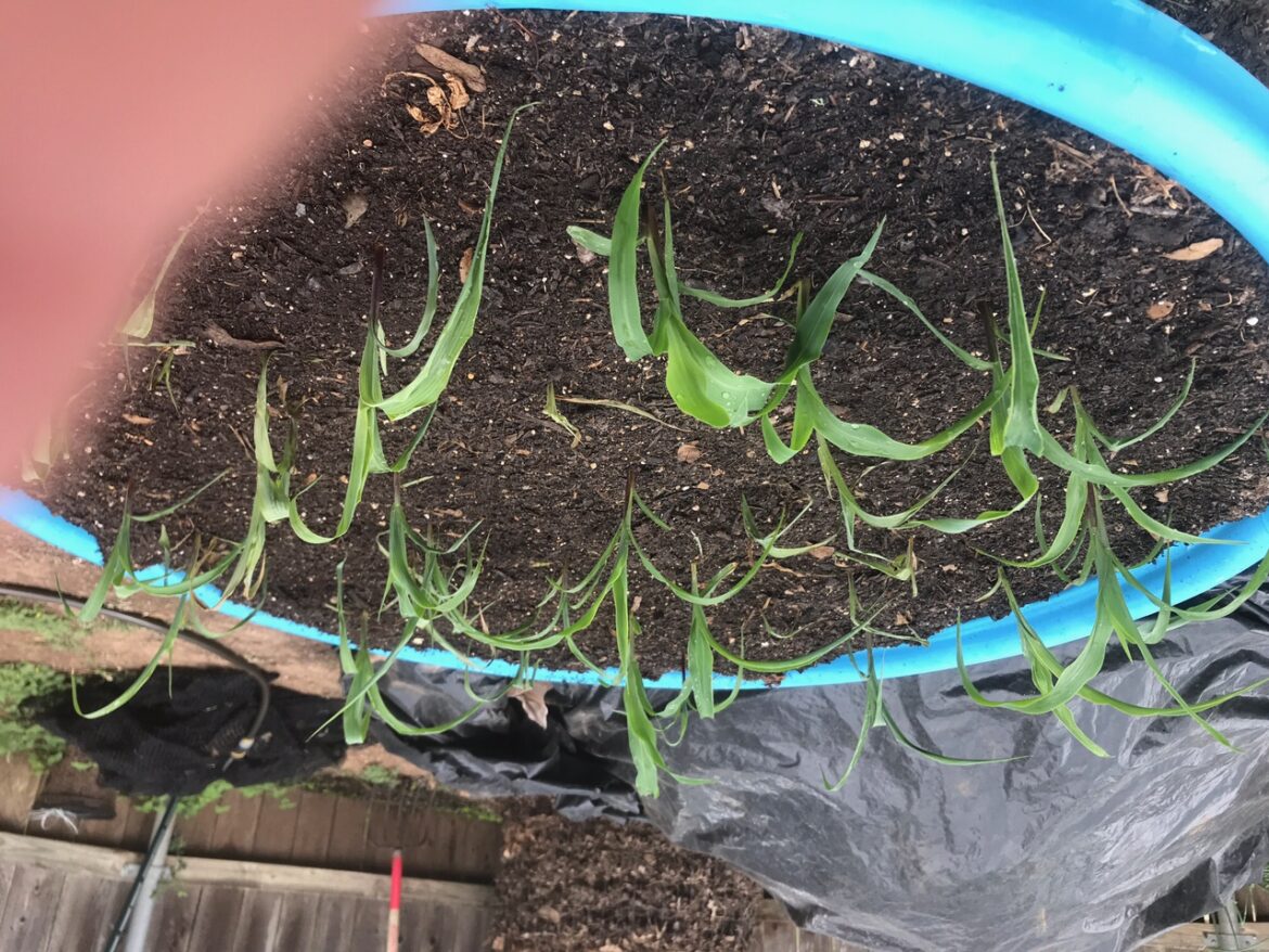 More Terra Preta Success The Survival Gardener — free download