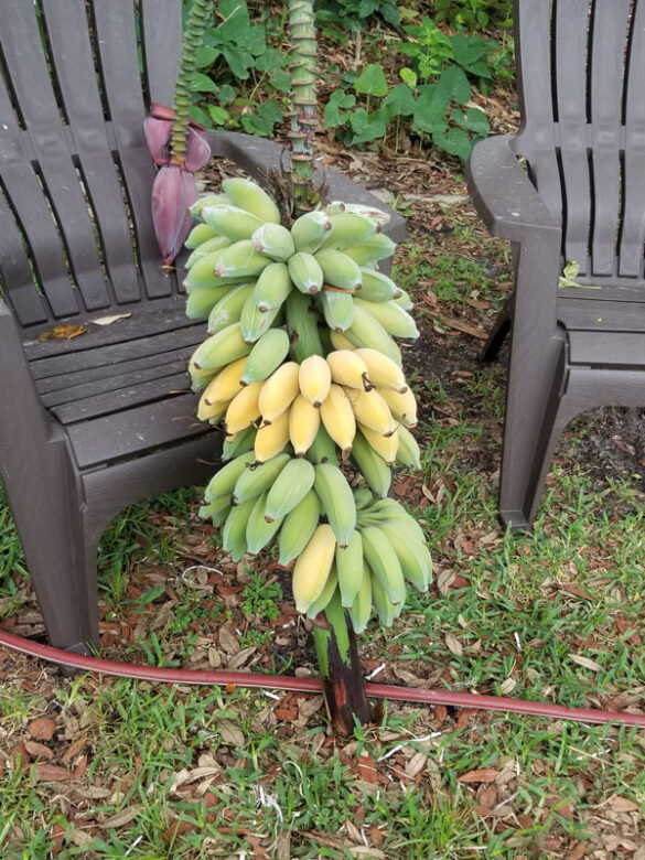 Susy Demonstrates The Easy Way To Harvest Bananas The Survival Gardener susy-demonstrates-the-easy-way-to-harvest-bananas-the-survival-gardener