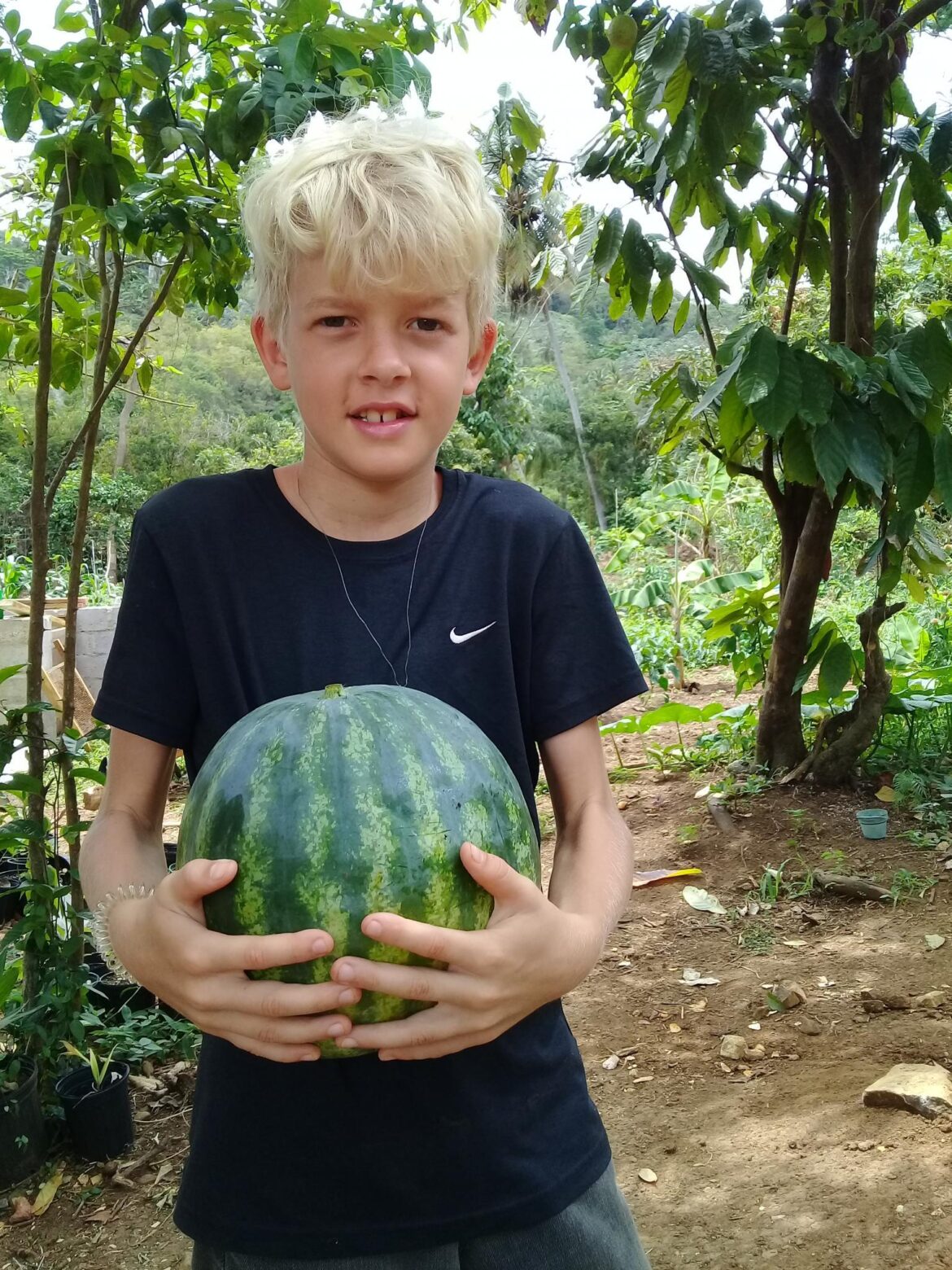 how-i-grow-watermelons-the-survival-gardener