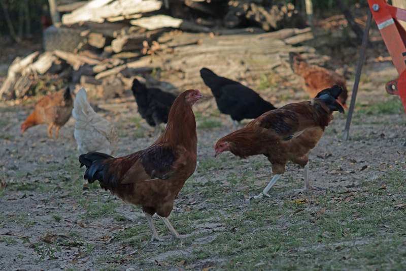 Some “free range” chickens never leave the barn.