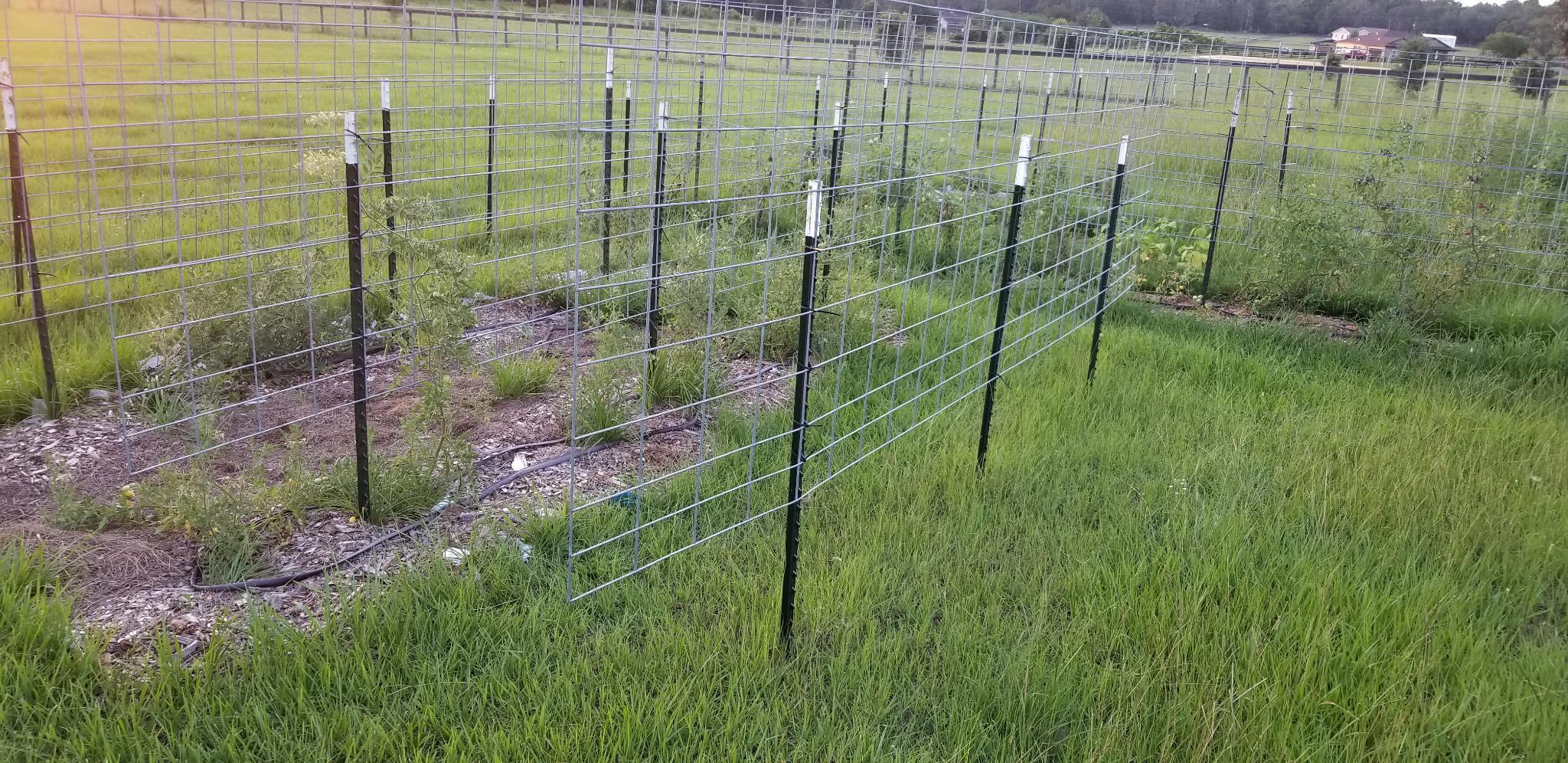 Making a Cattle Panel Garden Trellis 3 Methods The Survival Gardener