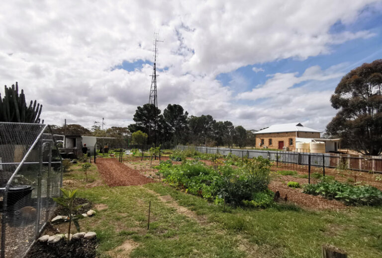 Grocery Row Gardening in Australia The Survival Gardener