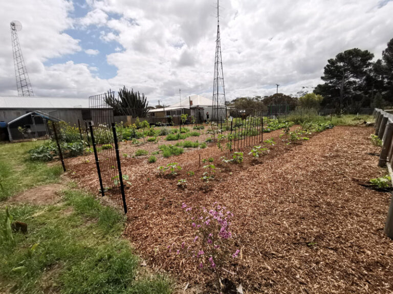 Grocery Row Gardening in Australia The Survival Gardener