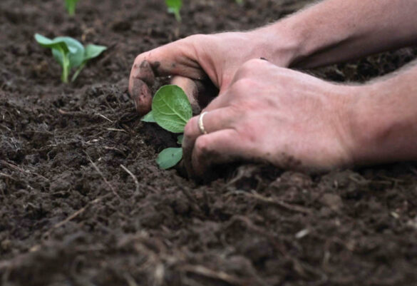 Planting A Pig 