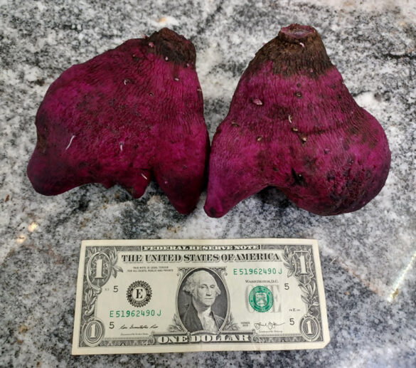 Growing Yams in Middle Tennessee The Survival Gardener