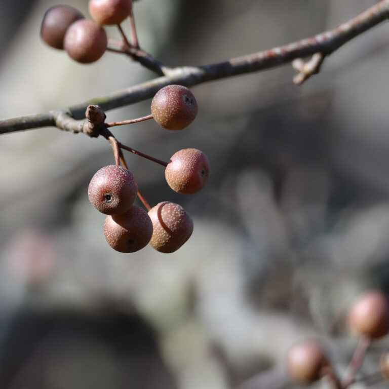 Why I No Longer Hate Bradford Pear Trees The Survival Gardener