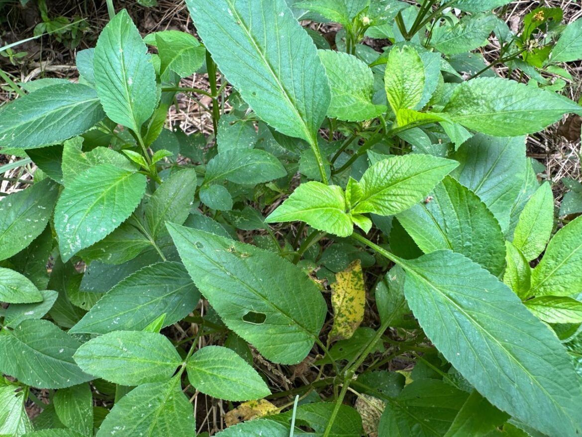 Bidens Alba is Edible and Prolific! | The Survival Gardener