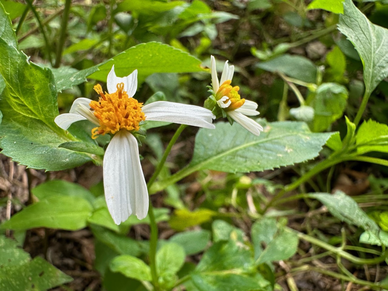 Bidens Alba Is Edible And Prolific! | The Survival Gardener