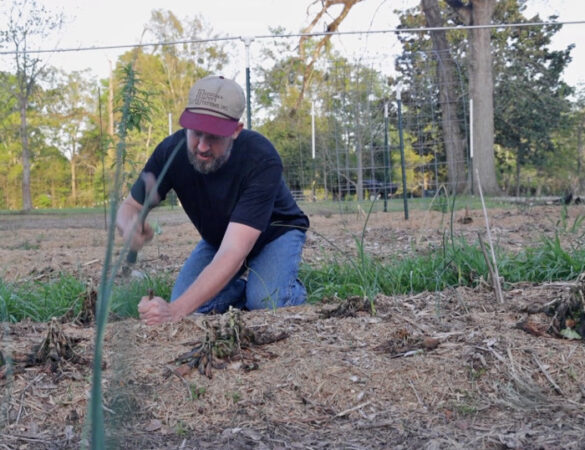 Making a Cattle Panel Garden Trellis: 3 Methods | The Survival Gardener