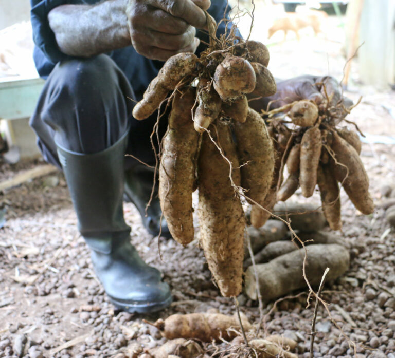 Growing the Lesser Yam The Survival Gardener