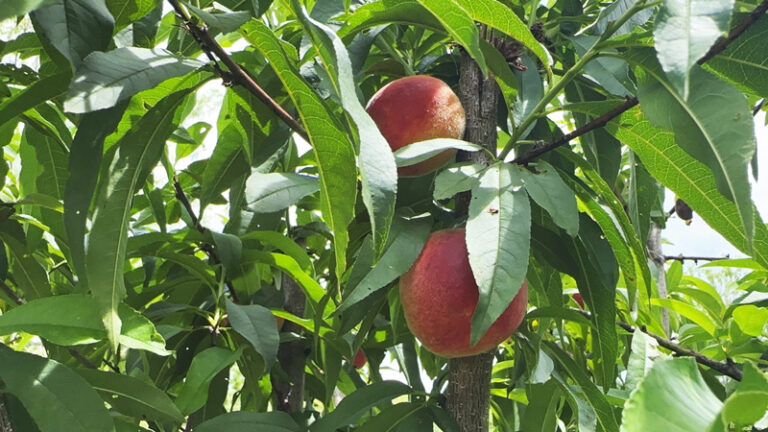 Peaches in Lower Alabama - Worth Doing? | The Survival Gardener