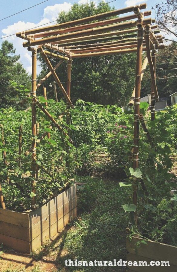 Bamboo Trellises | The Survival Gardener