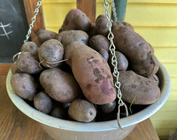 Pulling in Potatoes: Adirondack Blue Success | The Survival Gardener