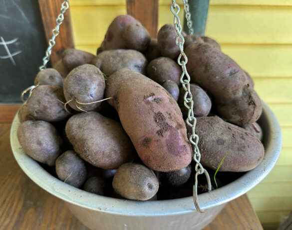 Pulling In Potatoes Adirondack Blue Success The Survival Gardener   Blue Potatoes On Scale 585x462 