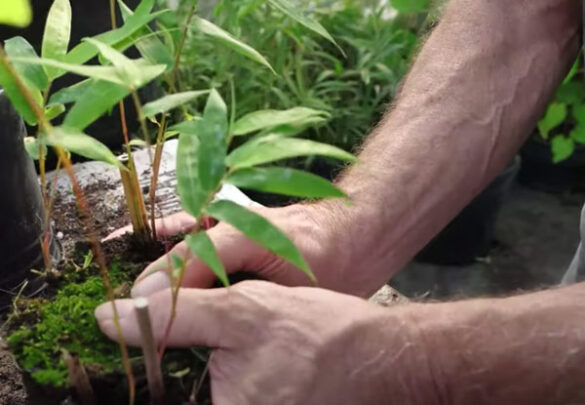 Propagating Clumping Bamboo | The Survival Gardener