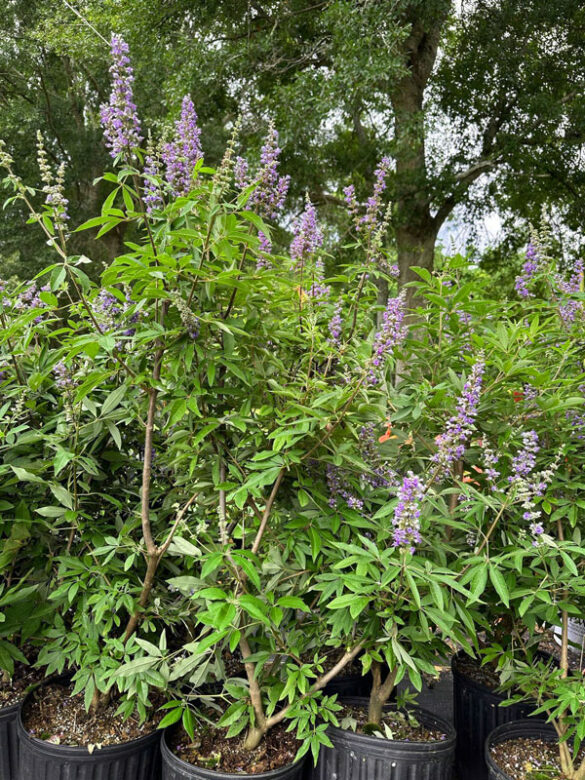 The Beautiful and Medicinal Chaste Tree The Survival Gardener