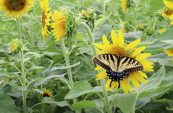 A $12.99 Bag of Black Oilseed Sunflowers Led to THIS! | The Survival ...