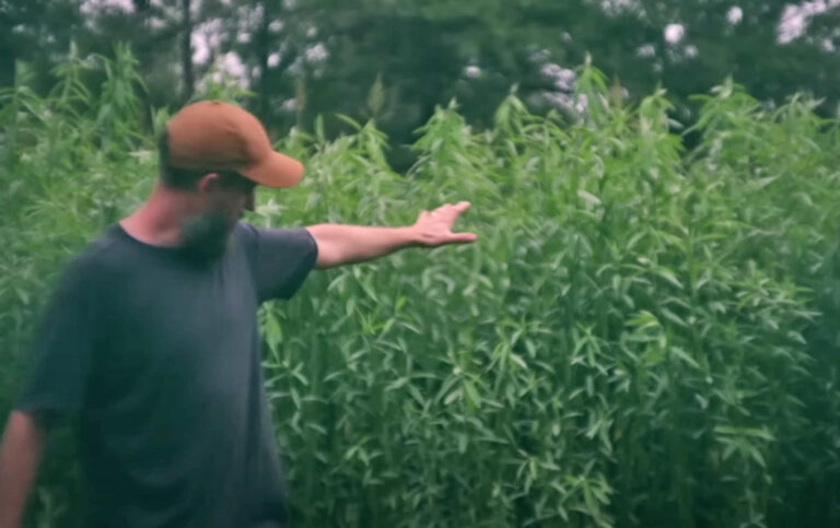 Time to Plant Sunn Hemp | The Survival Gardener