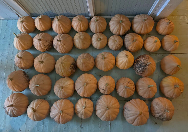 Why Do Pumpkins Always Do This? The Survival Gardener