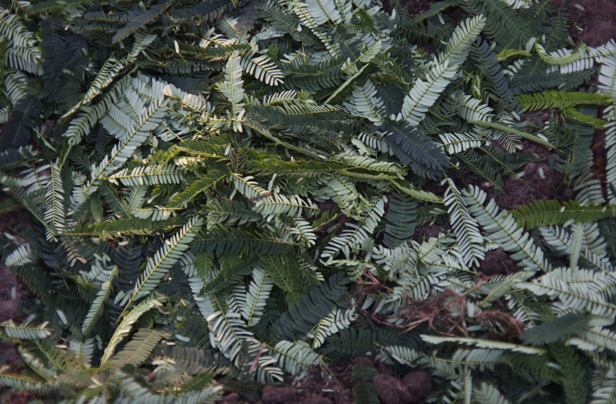 Using Mimosa Leaves as Fertilizer? The Survival Gardener