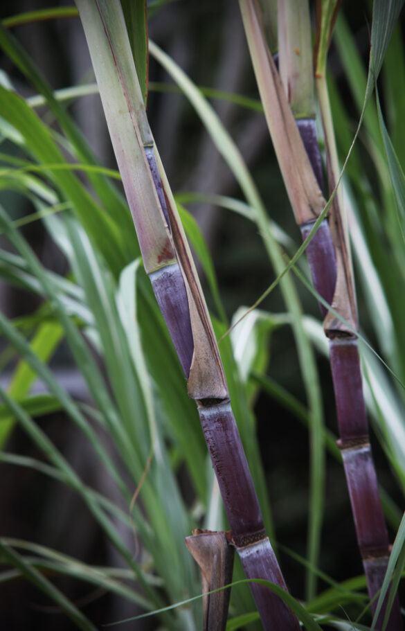 Sugarcane Nutrient Requirements and Striving for a Better Yield The