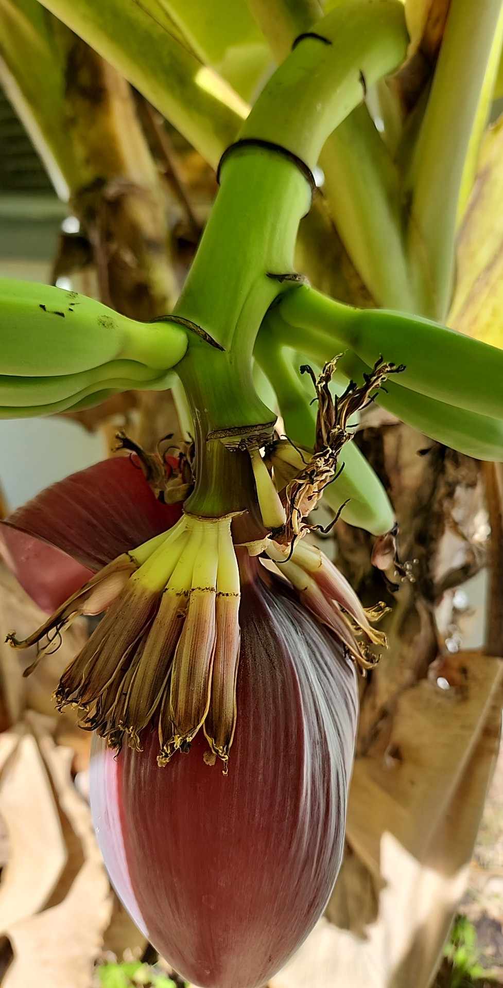 Why is My Banana Tree NOT Making More Fruit? The Survival Gardener