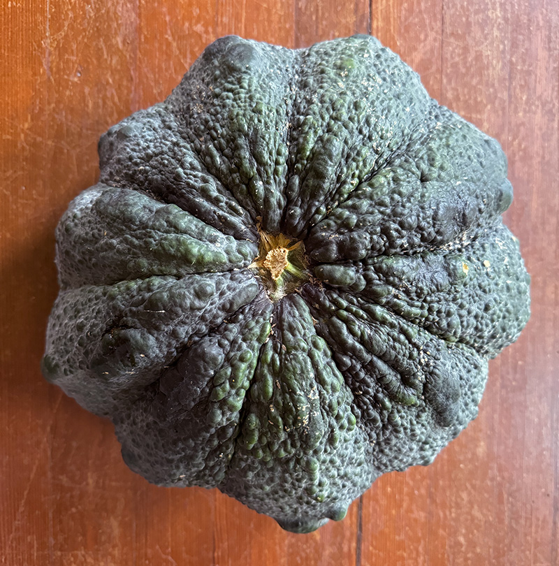 black tropical pumpkin from Grenada