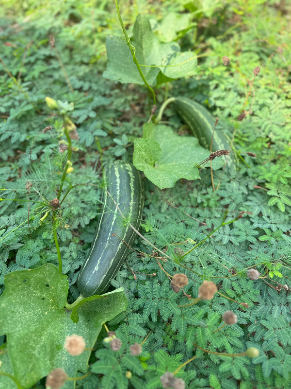 Growing luffa doesn't always get you fruit where you think... 