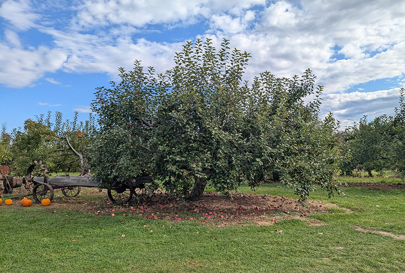 An apple tree in a traditional apple orchard system