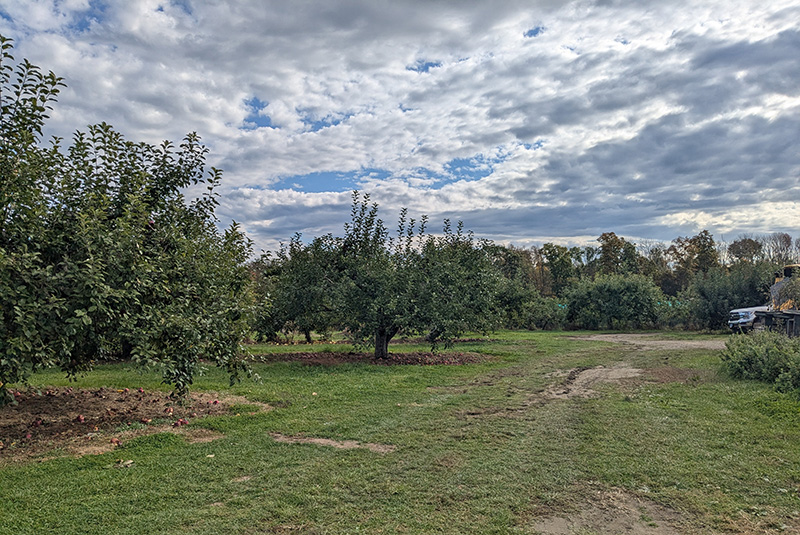 Traditional apple orchard