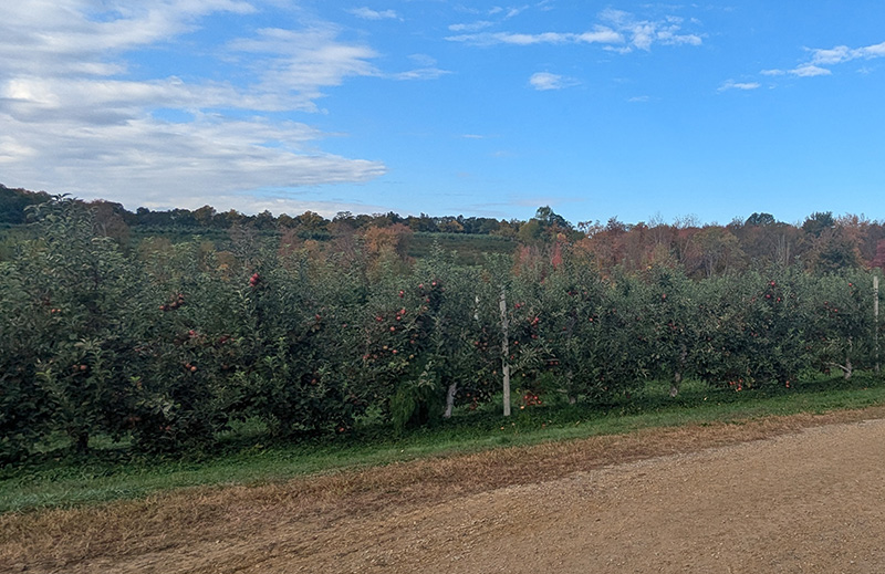 Modern apple orchard 