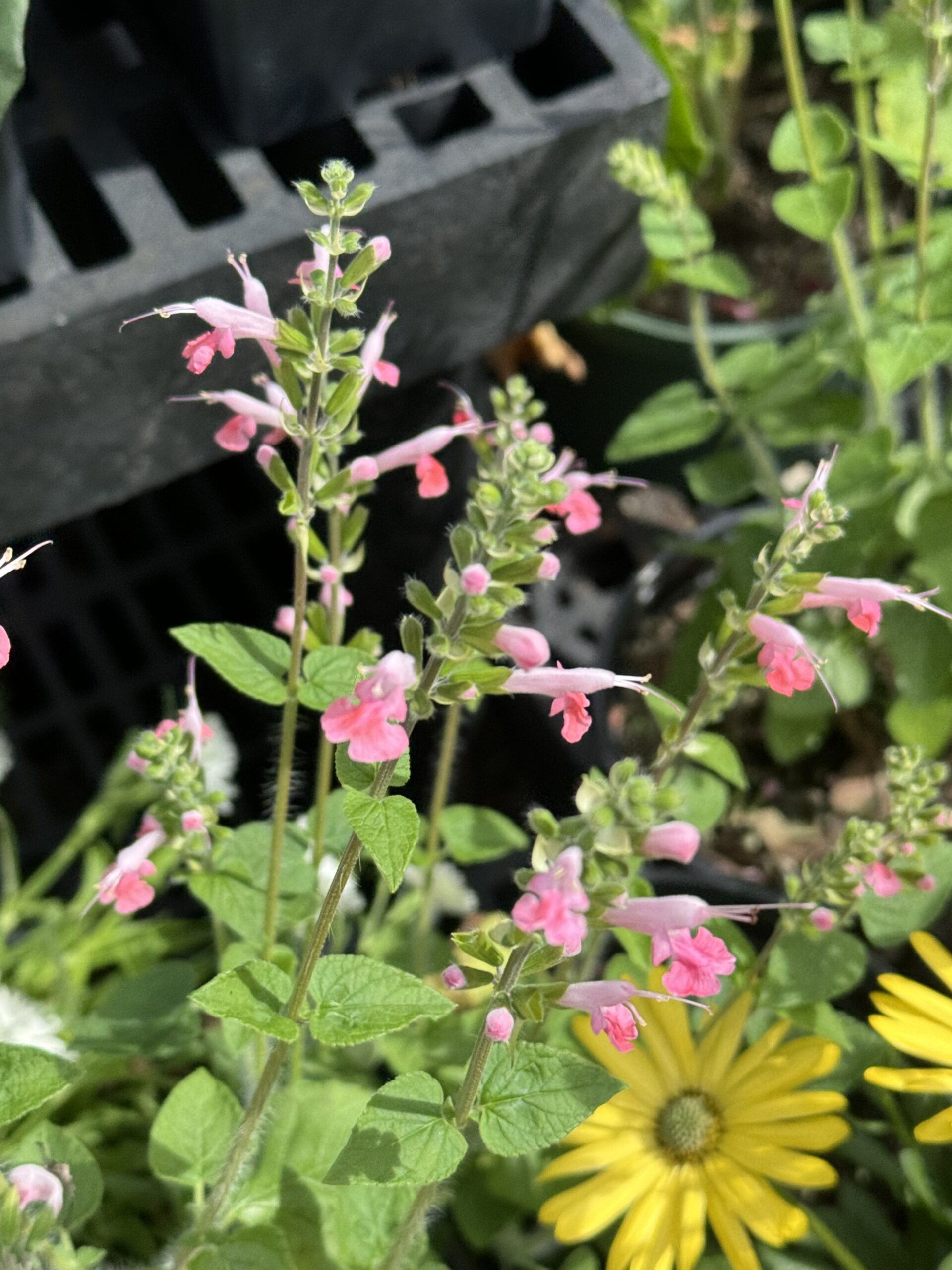 Salvia coccinea in bloom