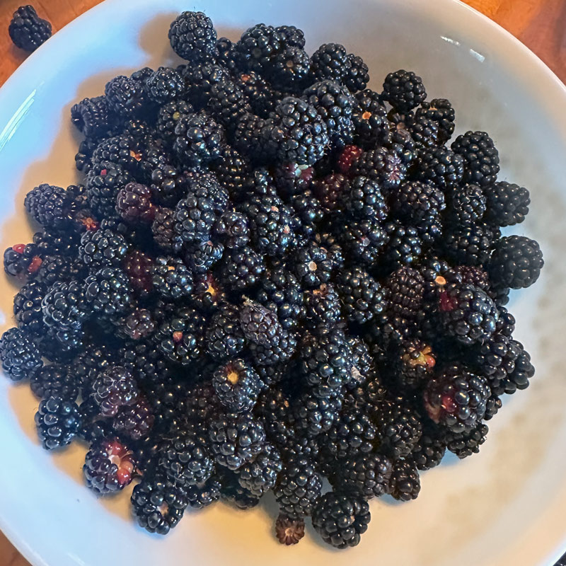 An “Improved” Wild Dewberry?