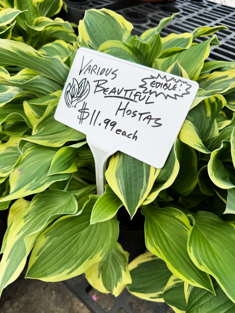 Hostas are Edible?