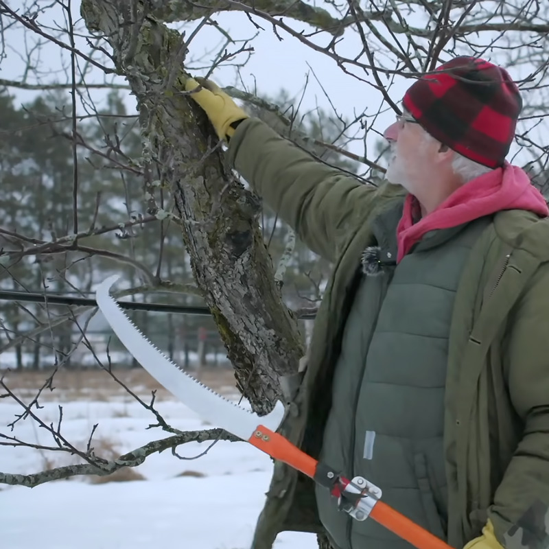 Apple Pruning Advice from Stephan Sobkowiak